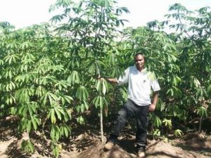 Picture of a happy cassava farmer shows off his field planted to IITA improved varieties.