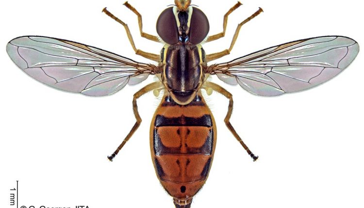 A second New World hoverfly, Toxomerus - floralis (Fabricius) (Diptera: Syrphidae)