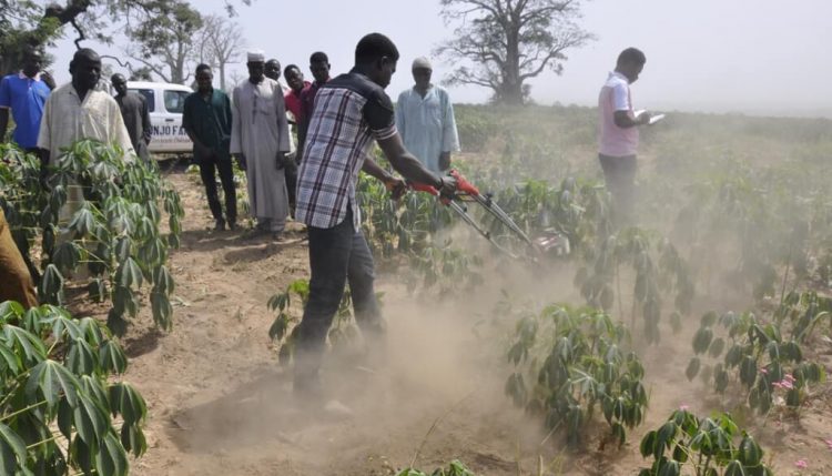 Picture of IITA’s Uchenna Ene demonstrates the use of the cassava weeding machine to training participants.