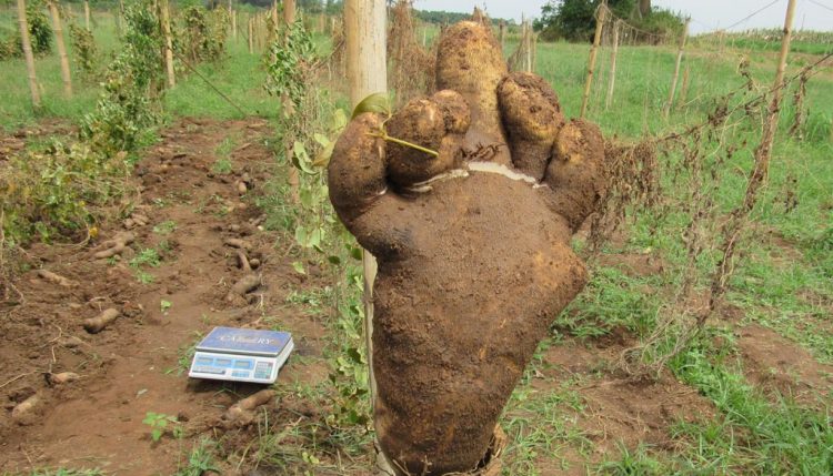 Picture of One ware yam tuber from plant issue of one node vine cutting weighing 3.2 kg with the shape of a human foot.