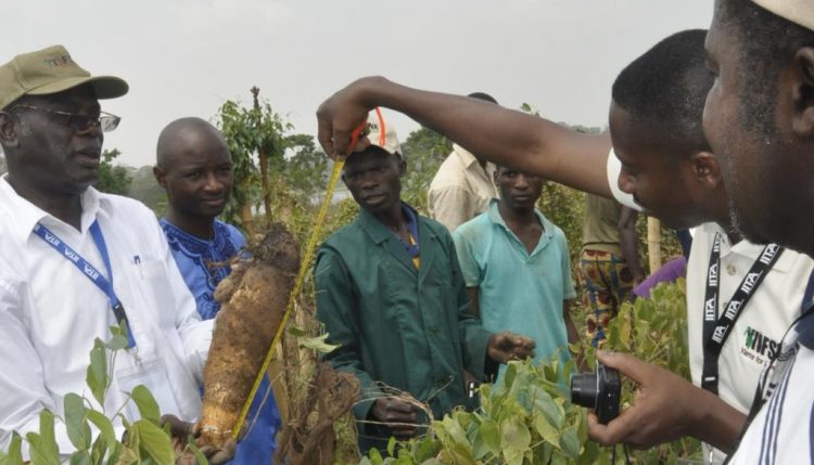 Picture of Yam tuber produced from a one-node vine from the Aeroponics