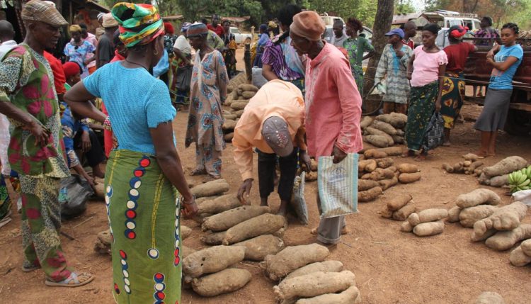 Picture of yam farmers selling bad quality yam roots