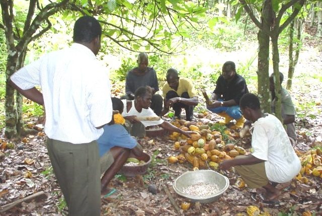 Picture of Cocoa was one of Nigeria’s major cash crops in the 1960s