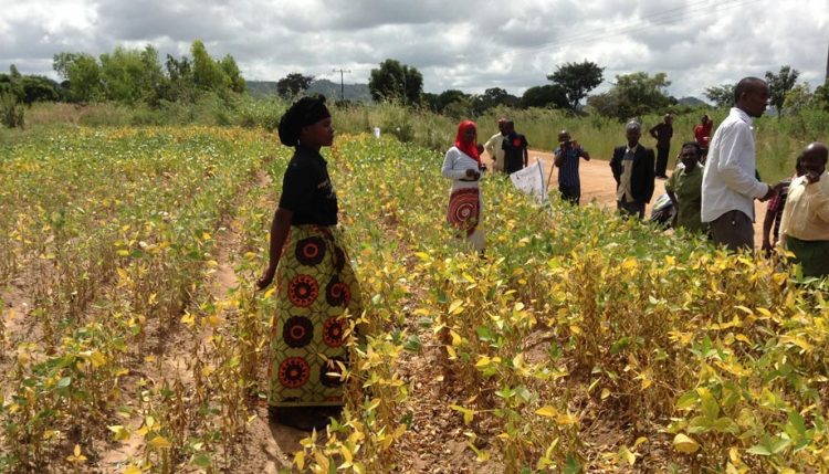 Picture of Pichesi in her soybean field explaining to fellow farmers about agronomic practices of the crop during the field day