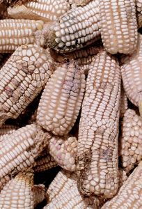 Picture of Aflatoxin contaminated maize