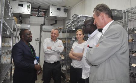 Picture of The Nestlé delegation learning about IITA’s work in germpalsm preservation