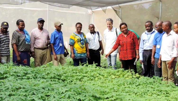 Picture of Clean Seed to Combat CBSD and CMD Project (5CP) team visiting the trials in Tanzania.