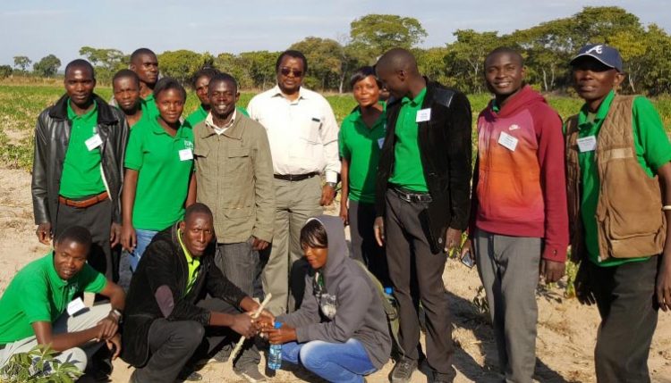 Picture of ZIYA youth trainees at a cassava seed multiplication site in Kaoma.