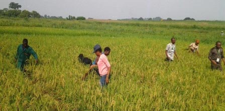 Picture of IITA Green Wealth Youth Agripreneurs on varietal recognition and off types during field practical sessions