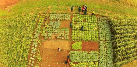 Picture of an arial shot of vegetables in a field
