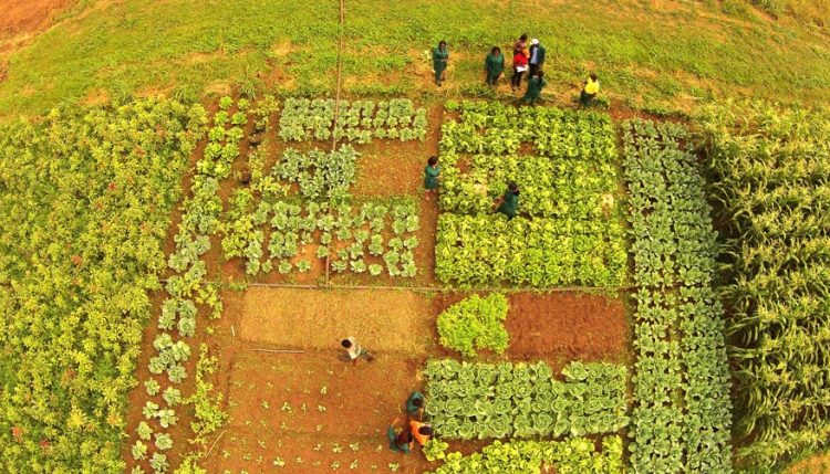 Picture of an arial shot of vegetables in a field