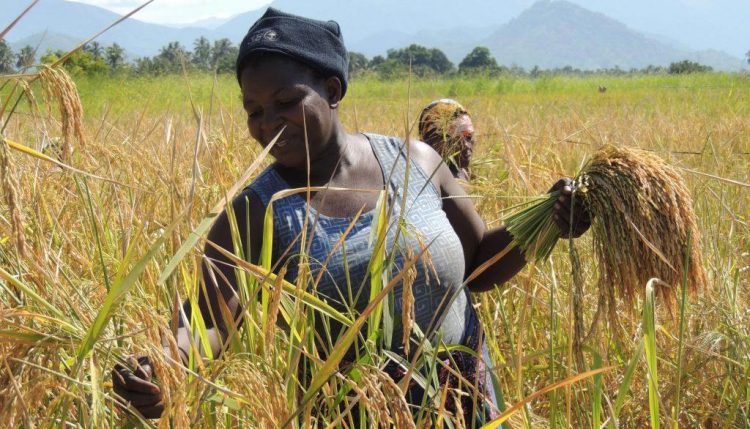 Picture of Matilda Msangila, a farmer in Mahutanga Village, Kilombero District, Tanzania, harvests salt tolerant rice variety from her paddy field