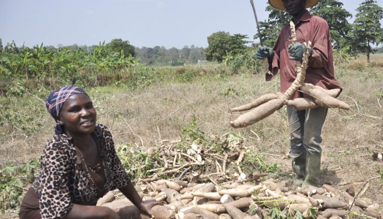 Picture of IITA’s goals include ensuring food security for smallholder farmers.