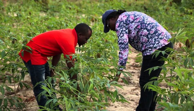 Picture of Veronica (right) assessing cassava in the field of one of the farmers involved in the study.