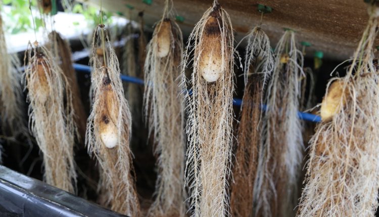 Picture of Seed yam tubers in aeroponics system.