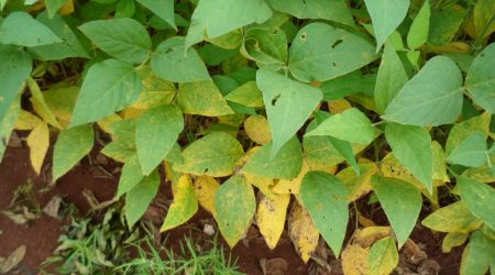 Picture of soybean rust