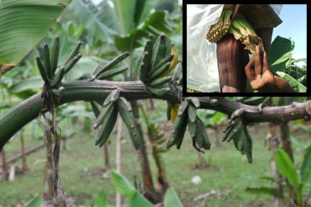 Picture of a wild banana used in the IITA banana breeding program