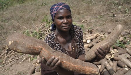 Picture of A happy farmer displays bountiful cassava harvest in Nigeria.