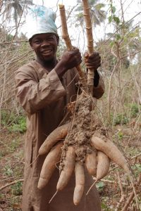 Picture of man with cassava
