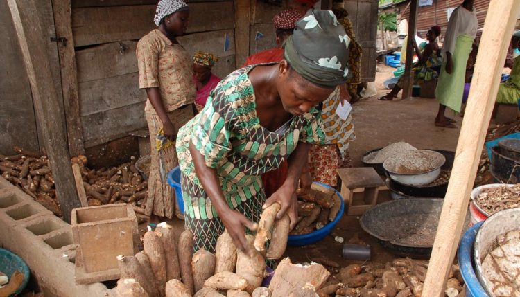Picture of Millions of African households depend on cassava for their livelihoods.