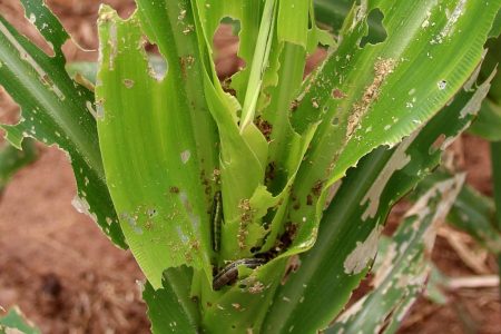 Picture of Armyworm invades and causes severe yield loss for many crops of economic importance.