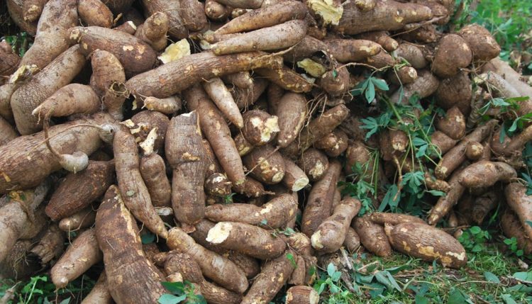 Picture of Cassava roots
