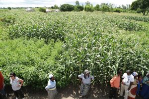 Picture of Africa RISING staff in the field