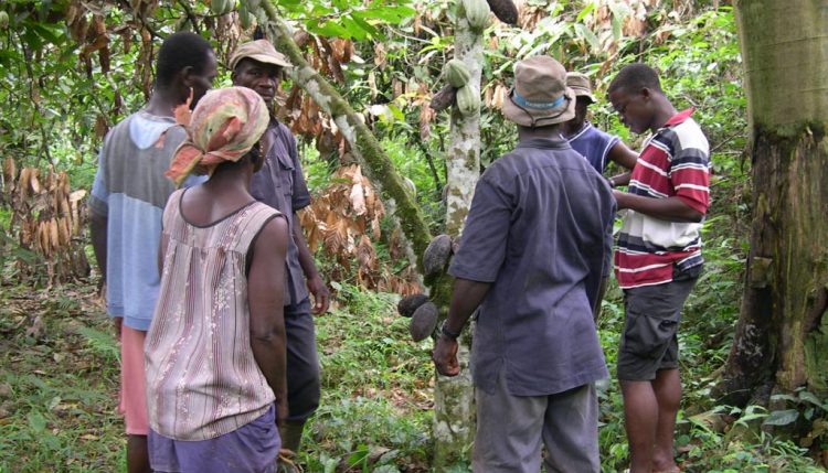 Picture of researchers and cocoa farmers discussing ways of protecting cocoa plants from stresses.