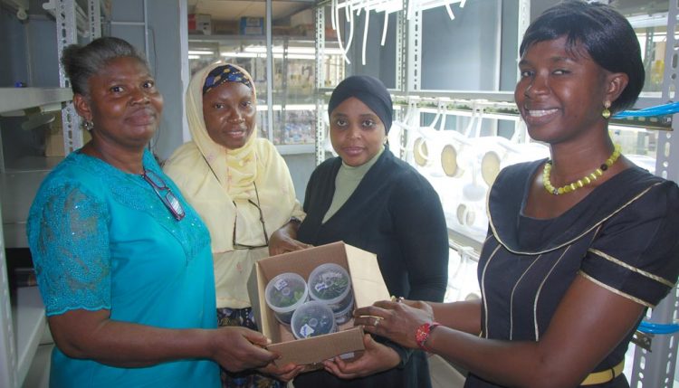 Picture of YIIFSWA’s Morufat Balogun handing over clean yam plantlets for multiplication in the Bioreactor.