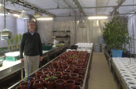 Picture of David De Koeyer in the greenhouse at IBRC