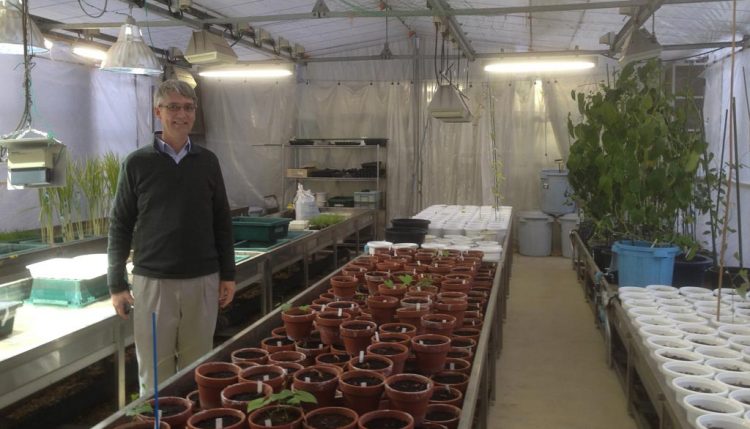 Picture of David De Koeyer in the greenhouse at IBRC