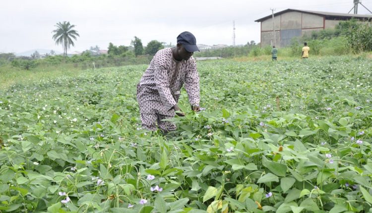 Picture of Researcher inspecting cowpea plants.