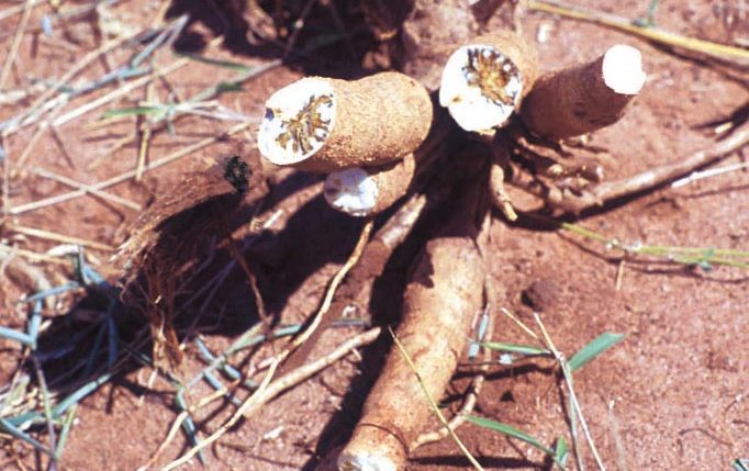 Picture of brown streak disease in cassava.
