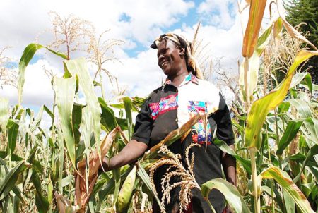 Picture of a farmer in her maize farm