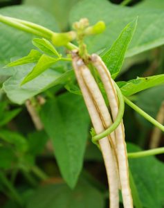 Picture of Improved cowpea variety.