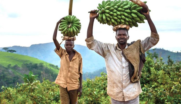 Picture of CIALCA has a legacy of improving banana production in the Central Africa region by improving access to clean planting material, and by advancing banana pest and disease control.