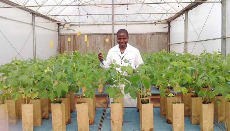 Picture of Amaral Chibeba conducting a greenhouse trial in Brazil.