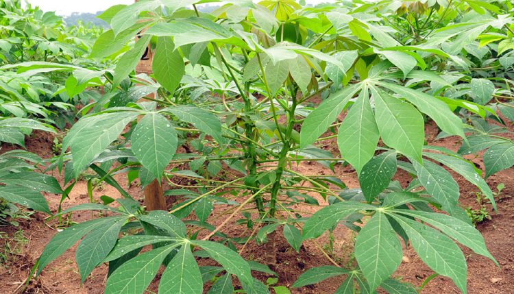 Cassava plant (Manihot esculenta).