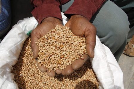 Picture of Members of the Umoja wa watuamiaji maji group show the remaining cowpea seed after harvest and selling.