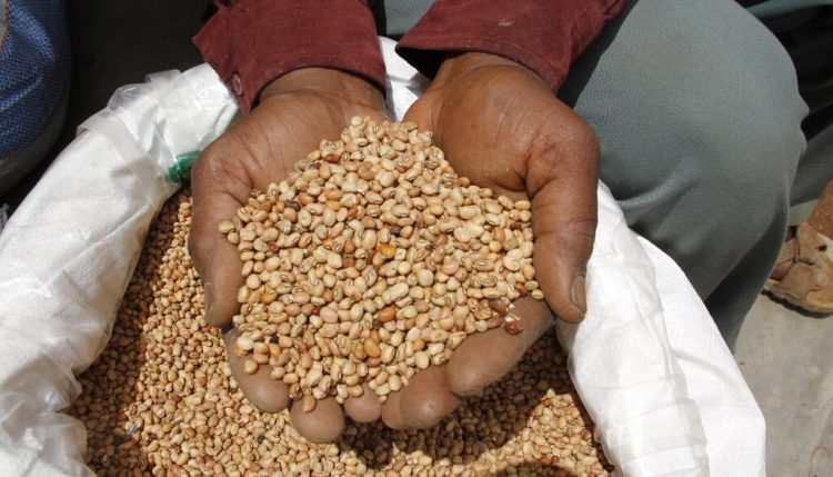 Picture of Members of the Umoja wa watuamiaji maji group show the remaining cowpea seed after harvest and selling.