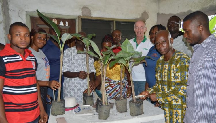 Picture of ITA staff present three new varieties (BRS Princesa, BRS Victoria, and BRS Pacovan ken) to Farmer Akekue for evaluation.