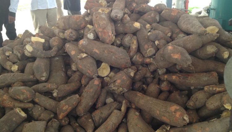 Picture of Cassava is a staple root crop in many African countries.