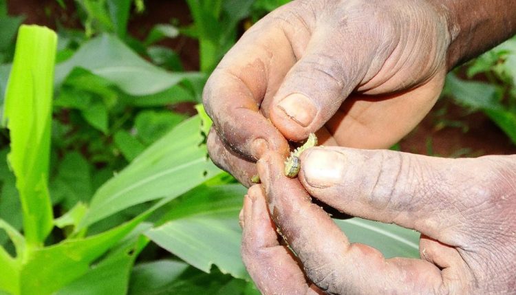 Picture of The fall armyworm has been attacking maize farms across country borders.