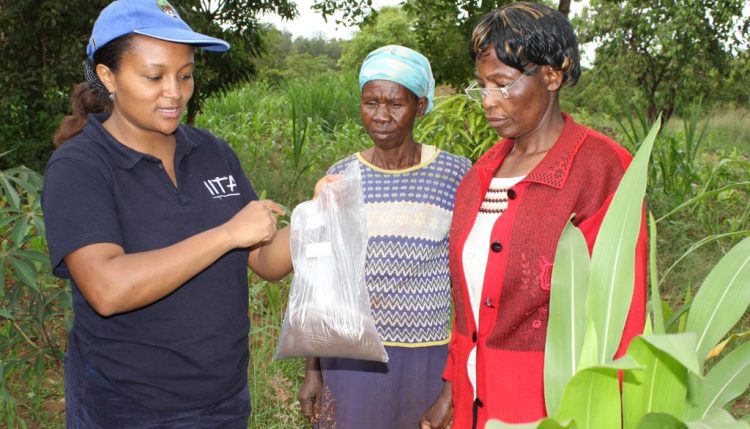 Picture of Charity Mutegi, Kenya Country Coordinator for the Aflasafe Project