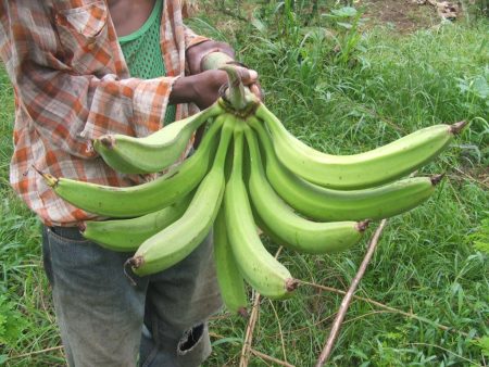 Picture of Horn plantain variety ‘Ikpolo Noir’ found in DR Congo