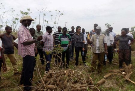 Picture on AfDB team at IITA demonstration farm in Kakata Margibi County responding to issues raised by the cassava farmers.