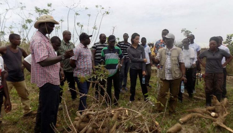 Picture on AfDB team at IITA demonstration farm in Kakata Margibi County responding to issues raised by the cassava farmers.