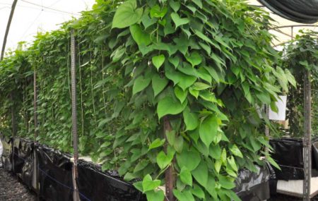 Picture of Growing yam using aeroponics in the greenhouse.