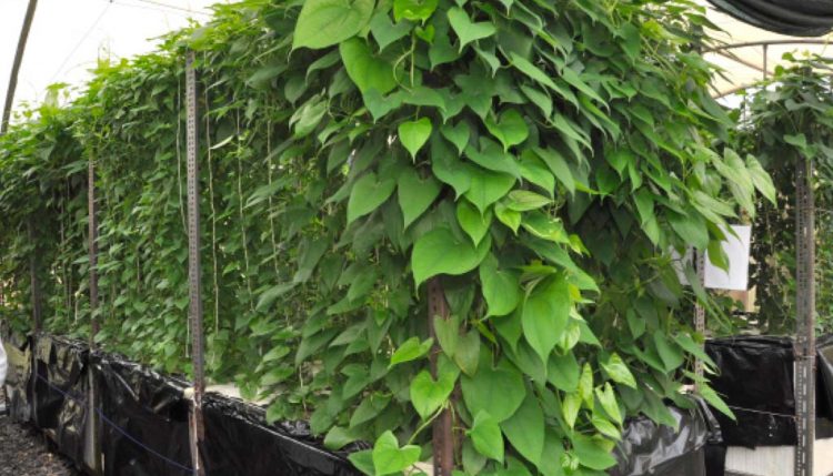 Picture of Growing yam using aeroponics in the greenhouse.