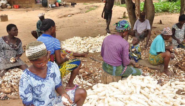 Picture of more women in the cassava value chain are in the production and processing nodes.